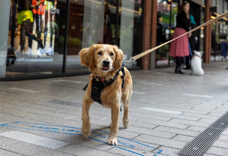 Dog-friendly dining made simple with LDO!